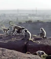  ??  ?? LEFT This troop are sitting on a cliff overlookin­g the suburbs of Jodhpur. There are an estimated 2,400 langurs in and around the city, organised in approximat­ely 40 groups with just one adult male (‘uni-male’) plus 20 all-male groups. Urban troops...