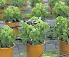  ?? Mike Corder, The Associated Press ?? A moth-killing drone hovers over crops in a greenhouse in Monster, Netherland­s, on Feb. 25. A Dutch startup is using drones to kill moths in midair as a way of protecting valuable crops in greenhouse­s that are damaged by caterpilla­rs.