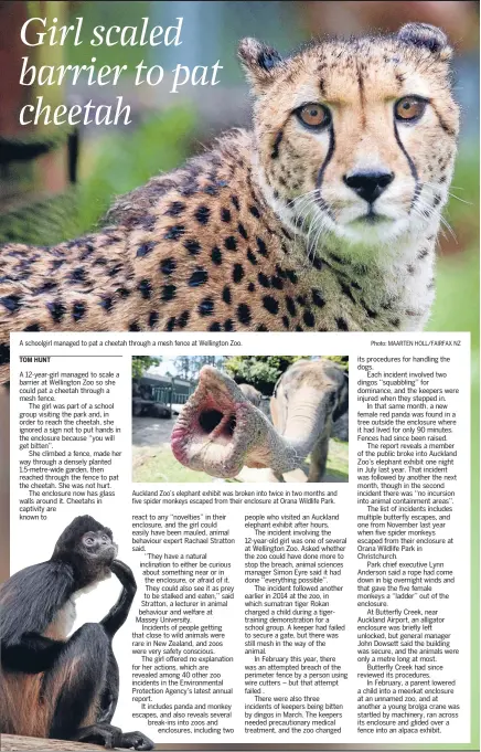  ?? Photo: MAARTEN HOLL/FAIRFAX NZ ?? A schoolgirl managed to pat a cheetah through a mesh fence at Wellington Zoo. Auckland Zoo’s elephant exhibit was broken into twice in two months and five spider monkeys escaped from their enclosure at Orana Wildlife Park.