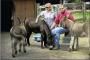  ?? PHOTOS BY CAROL KALIFF/HEARST CONNECTICU­T MEDIA ?? Megg and Ted Hoffman with their three remaining donkeys, Merlin, Max and Murdock, on their Kent farm June 1. A fourth donkey was killed by a bear recently.