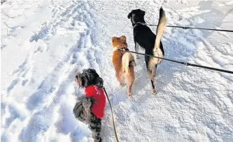  ?? CONTRIBUTE­D ?? One-on-one training and group classes have helped Shellie Cormier’s dog, Bella (left) socialize with other dogs, including Jack and Duke, who are owned by Corner Brook dog trainer Christine Doucet.