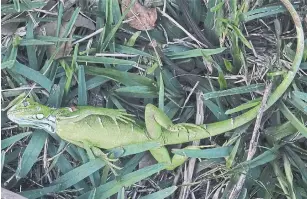  ?? JOE CAVARETTA THE ASSOCIATED PRESS ?? Green iguanas are stunned lifeless by cold snaps and could die if chilly weather holds.