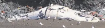  ?? Bill Keener ?? A dead gray whale is seen at Lime Point on the Marin Headlands on Monday.