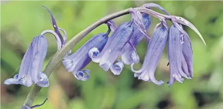  ??  ?? The very attractive spring flower, the bluebell.