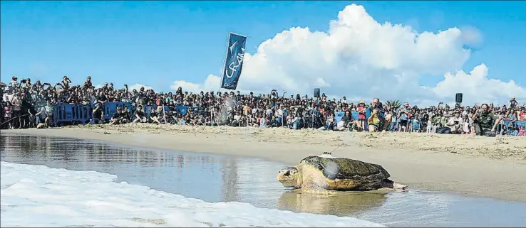  ?? FUNDACIÓN BANCO DE SANTANDER ?? Luna regresó al mar en septiembre del 2016, tras haber estado diez años en las instalacio­nes del centro de recuperaci­ón de fauna marina de la Fundación Cram en El Prat