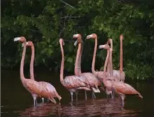  ?? AMIR BIBAWY, THE ASSOCIATED PRESS ?? Pink flamingos are seen in the waters of the Celestun biosphere park near Yucatan, where small boats can take tourists to about a hundred yards away from the colourful birds.