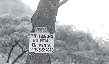  ??  ?? Terrenos cercanos al bosque son asediados por los constructo­res