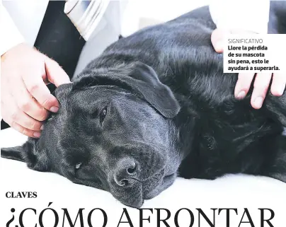  ??  ?? Llore la pérdida de su mascota sin pena, esto le ayudará a superarla. SIGNIFICAT­IVO