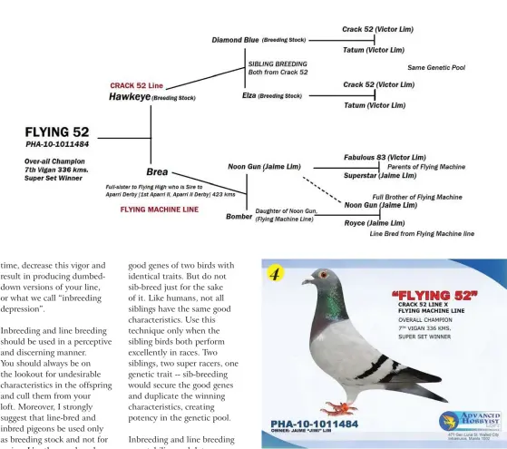  ??  ?? 4. This matrix shows how Flying 52 was bred from pigeons line-bred from Crack 52 and Flying Machine lines. (Jaime Lim)