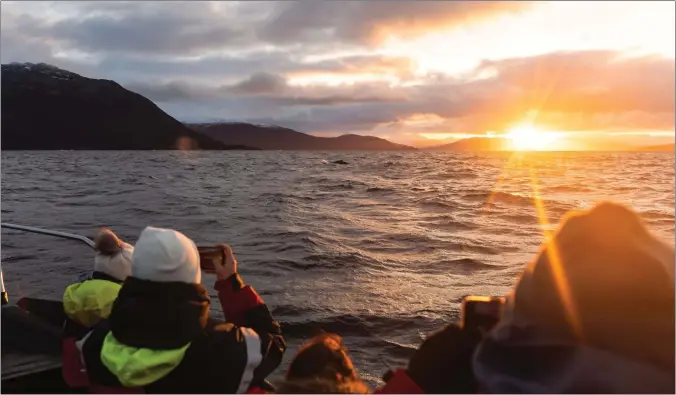  ?? FOTO: ARE BERGSET ELVESTAD ?? De neste månedene skal forhåpentl­igvis tusenvis av turister oppleve hval på relativt naert hold på fjordene i Nord-Troms. Da må sikkerhete­n settes høyt, melder de offentlige aktørene.