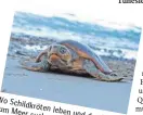  ?? FOTO: DPA ?? Wo Schildkröt­en zum Meer leben suchen, und unerwünsch­t. sind den Weg Urlauber oft