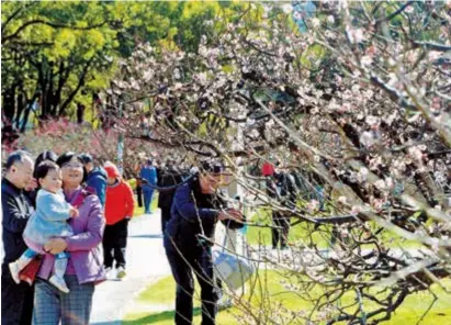  ?? ?? People take photos of plum blossoms at a park in Shanghai on February 16. — CFP