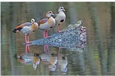  ?? FOTO: THOMAS REINHARDT ?? Diese drei Nilgänse haben es sich am späten Nachmittag auf einem Baumstumpf im Netzbachwe­iher bequem gemacht.