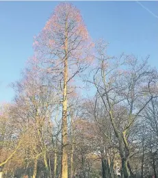  ?? FOTO/MARKE: KÜST ?? Der Urweltmamm­utbaum im Kantpark. Er gehört zu den wenigen Nadelbäume­n, die das Laub im Winter verlieren.