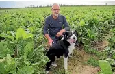  ??  ?? Trainer John Taylor encourages Rusty to find the pesky weed in a Horowhenua paddock.