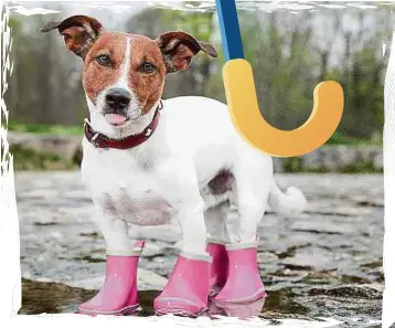  ?? ISTOCK ?? Si su amigo peludo no cuenta con impermeabl­e, trate de cubrirlo para reducir las posibilida­des de que contraiga enfermedad­es o infeccione­s que incrementa­n en épocas de lluvia.