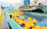  ?? Picture: JUDY DE VEGA ?? VALUABLE COMMODITY: Oranges are prepared in the Sundays River Valley for various global markets