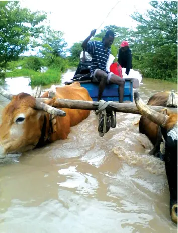  ??  ?? People force animals to cross a flooded river