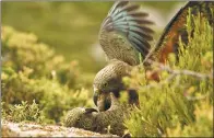  ?? AGENCE FRANCE-PRESSE ?? This undated photo of two kea parrots in New Zealand was released by the University of Auckland on Tuesday.