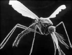  ?? DR. TONY BRAIN / SCIENCE SOURCE VIA THE NEW YORK TIMES ?? A false-color scanning electron micrograph shows an Anopheles gambiae mosquito. Using a new method called a gene drive, scientists have moved a step closer to eradicatin­g mosquitoes and the deadly diseases they carry.