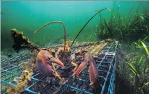 ?? ROBERT F. BUKATY/AP ?? China’s retaliator­y tariff on U.S. lobsters has been a big boost for the Canadian industry, whose “market keeps increasing.”