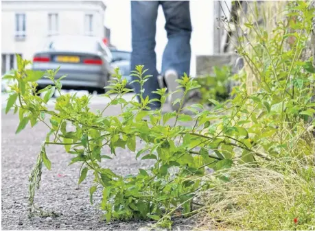  ??  ?? Avec la désherbeus­e à l’eau chaude, les mauvaises herbes n’ont qu’à bien se tenir.