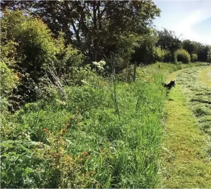  ??  ?? > Ro Collingbou­rn’s farm has a Countrysid­e Stewardshi­p agreement and, as part of that, they have to agree to cut the hedges not more than once every two or three years