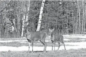 ?? PAUL A. SMITH ?? A white-tailed deer doe and fawn stand in a Douglas County field in late March. For the first time in 10 years, all Wisconsin counties will have antlerless tags available for the 2019 hunting seasons.
Tuesday
June 15
June 16
