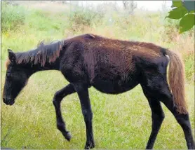  ?? PICTURE / FACEBOOK ?? OUTRAGE: The euthanasin­g of an ailing foal has led to a social media uproar.