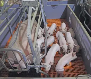  ??  ?? Most farmers make use of F1 crosses to produce piglets that grow faster. TOP: