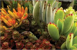  ?? DEAN FOSDICK ?? Succulents exemplify the kinds of houseplant­s that need little if any maintenanc­e. They can go for long spells without water and grow slowly so they seldom need pruning or re-potting.