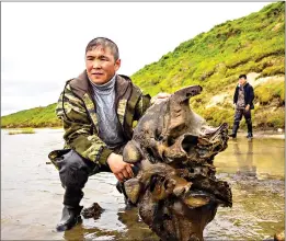  ??  ?? In this handout released by the office of the governor of the Yamalo-Nenets region, a man holds a mammoth bone fragment Wednesday in Pechevalav­ato Lake. The fragment was found in the lake by local reindeer herders a few days ago, and scientists hope to retrieve the entire skeleton — a rare find that could help deepen the knowledge about mammoths, which died out around 10,000 years ago. (Artem Cheremisov/Governor of Yamalo-Nenets region of Russia Press Office via AP)