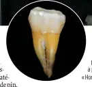  ??  ?? Choc. L’analyse de l’ADN de cette dent trouvée en Bulgarie par Jean-Jacques Hublin, professeur au Collège de France, a permis de l’attribuer à un « Homo sapiens » de 45 000 ans.