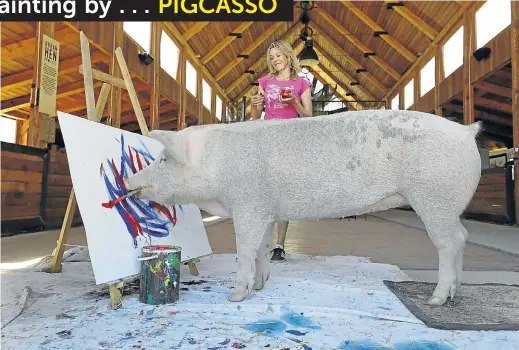  ?? Picture: RUVAN BOSHOFF ?? HAMMING IT UP: Pigcasso, who despite her name has little time for Cubism, works in her Franschhoe­k art studio as Joanne Lefson looks on