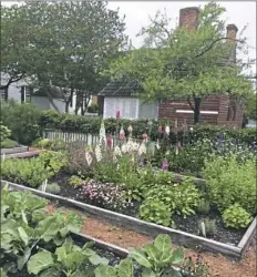  ?? Sharon Danovich Lupone ?? Foxglove grows amid vegetables in the kitchen garden by the George Reid House in Williamsbu­rg, Va.