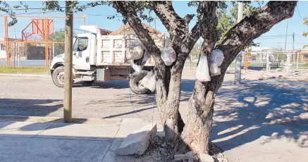  ??  ?? • Los vecinos acostumbra­n a colgar basura en este viejo palo fierro.