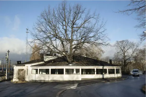  ?? FOTO: NIKLAS TALLQVIST ?? I dag beslutar stadsmiljö­nämnden om Helsingfor­s ska sälja sin äldsta restaurang­byggnad i Kajsaniemi­parken. Rotundan i den nyare delen av byggnaden är unik, eftersom det växer ett träd genom taket.