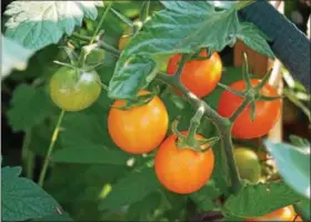  ?? PHOTO BY EMILY RYAN ?? Sun Gold cherry tomatoes ripen in a home garden.