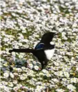  ?? Foto: Federico Gambarini, dpa ?? Eine Elster in einem Feld aus Gänse‰ blümchen.