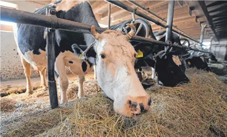  ?? FOTO: PATRICK SEEGER/DPA ?? Die ganzjährig­e Anbindehal­tung von Rindern soll komplett und die Kombihaltu­ng der Tiere teilweise abgeschaff­t werden. So plant es die Bundesregi­erung.