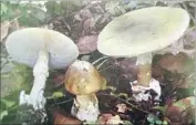  ?? Associated Press ?? AMANITA PHALLOIDES produces a toxin that becomes volatile once absorbed in the GI tract.