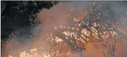  ?? Picture: AFP ?? FIRE STORM: Trees burn on the edges of a vineyard in Santa Rosa, California where fires having been raging