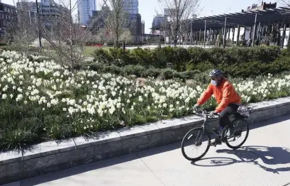  ?? NiCOLAuS CzARnECki / HERALD STAff ?? ENJOY IT WHILE YOU CAN: A biker passes daffodils in bloom along the Rose Kennedy Greenway in Boston on Wednesday.