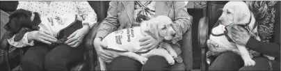  ?? CHRONICLE HERALD PHOTO ?? Three of Halifax’s CNIB guide dog puppies, Marion, Sherman and Dunstan, left to right, are seen in Halifax, Monday.