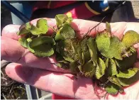  ?? Texas Parks and Wildlife/Kevin Storey ?? ■ This photo, provided by the Texas Parks and Wildlife Department, is an example of giant salvinia, an invasive plant that can clog boat motors, block sunlight from lakes and affect aquatic life.