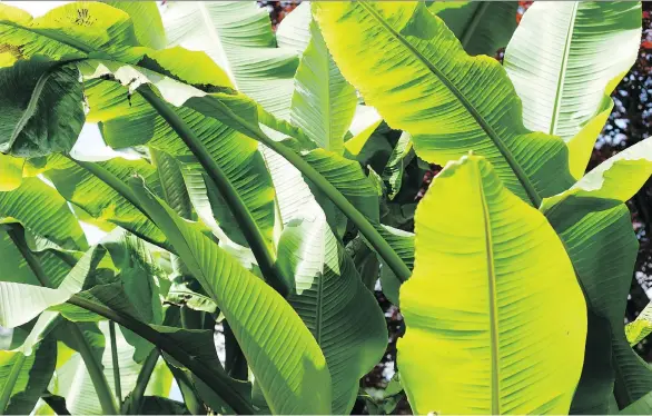  ??  ?? Musa basjoo is a banana from the northern reaches of Japan. It needs a large container, but will quickly make a tropical statement on your deck or in your backyard.