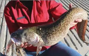  ?? PHOTOS BY LUCY DIGGINS — WYOMING GAME AND FISH DEPARTMENT VIA THE ASSOCIATED PRESS ?? An angler holds a Burbot caught during the 2014Burbot Classic at the Flaming Gorge Reservoir in western Wyoming.