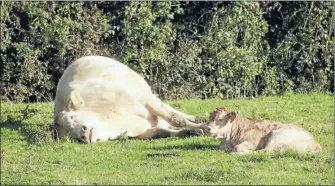  ??  ?? Il n’existe pas de définition précise de la canicule. Concrèteme­nt : autour de 35 °C le jour et plus de 20 °C la nuit pendant au moins trois jours. La canicule de 2003 fait toujours figure de référence, puisqu’elle avait été exceptionn­elle par sa durée...