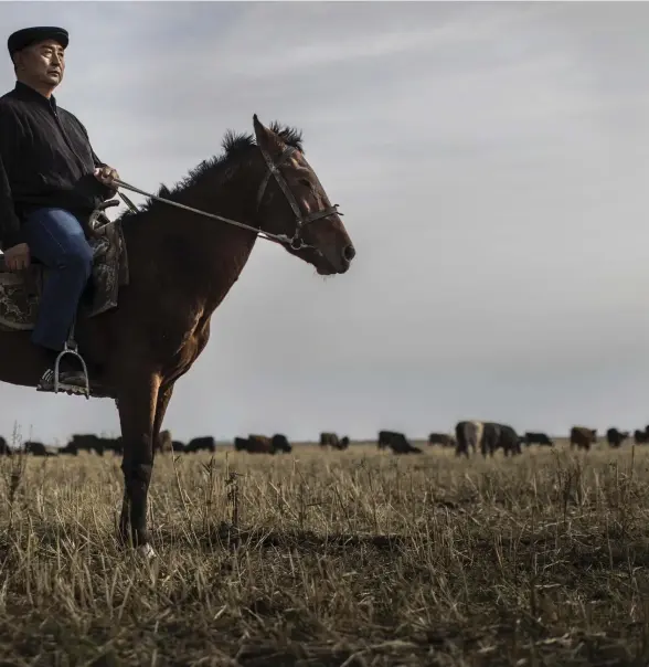  ??  ?? BOSKAPSUPP­FöDARE. Osman Satkajev, som lever på att föda upp köttboskap, äger ett tiotal hästar. Hans stora intresse är den kirgiziska hästsporte­n kok-boru där två beridna lag tävlar om en död get.