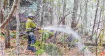  ?? Photo / AP ?? Firefighte­rs battle to save the pines.